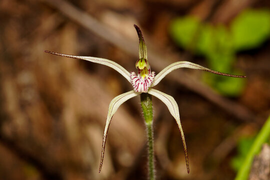 Limestone Spider Orchid (Caladenia bicalliata) in Southwest Western Australia