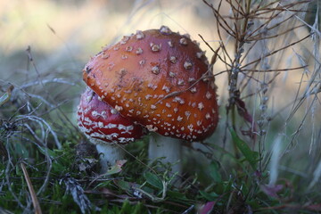 niebezpieczny grzyb muchomor czerwony Amanita muscaria © Perovskia