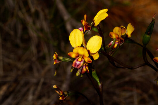 Large Pansy Orchid (Diuris magnifica) in natural habitat in Southwest Western Australia