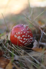 niebezpieczny grzyb muchomor czerwony Amanita muscaria © Perovskia