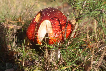 niebezpieczny grzyb muchomor czerwony Amanita muscaria © Perovskia
