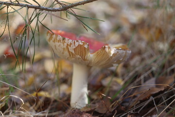 niebezpieczny grzyb muchomor czerwony Amanita muscaria © Perovskia