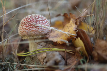 niebezpieczny grzyb muchomor czerwony Amanita muscaria © Perovskia
