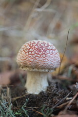 niebezpieczny grzyb muchomor czerwony Amanita muscaria © Perovskia