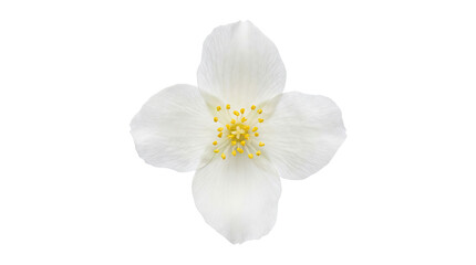 Fototapeta premium White flower with delicate petals and a yellow center isolated on a clean background cutout on alpha channel