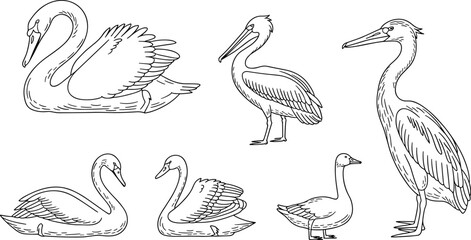 Hand drawn swan pelican heron duck set, vintage outline bird illustration, wildlife vector collection, elegant waterfowl line art © Mst