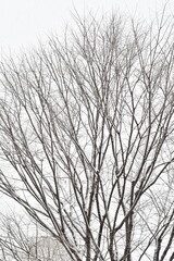 Obraz premium 冬景色 雪
