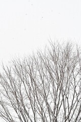 Obraz premium 雪降る森