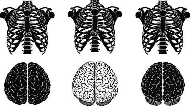 Human anatomy vector set featuring detailed rib cage silhouettes and brain illustrations, medical science icons for healthcare education, biology research, and skeletal structure.