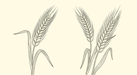 Detailed vintage style botanical illustration of two wheat stalks with ripe ears of grain on a warm neutral background.