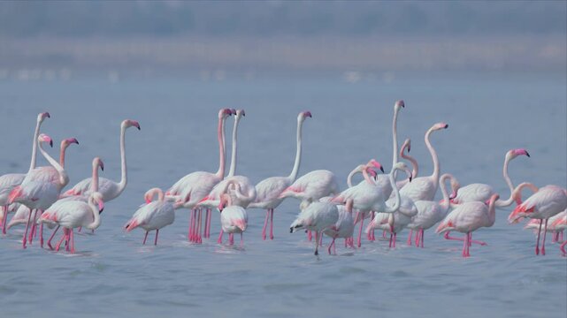 Slow motion video of Flamingoes flock performing the courtship display or mating dance in water. All the brids are facing the same direction. The scene is peaceful and serene.
