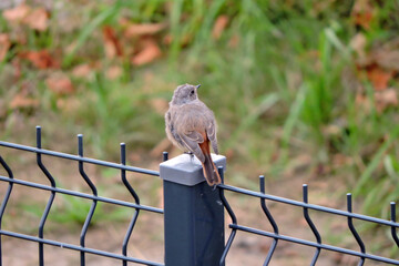A portrait of a juvenile female common redstart sitting on a metal pole, blurred background