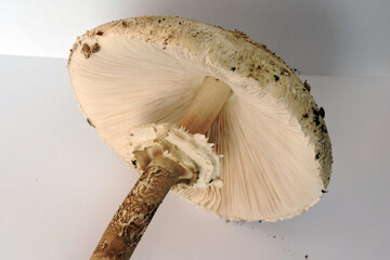 Parasol mushroom gills, movable ring and stem detail