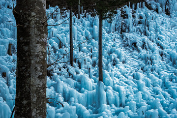夕方のあしがくぼの氷柱と木の幹
