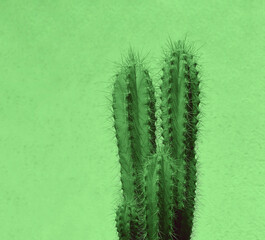 Fototapeta premium 1 one alone tall green saguaro cactus in grey gray metal iron pot Isolated on white background, minimalist design style