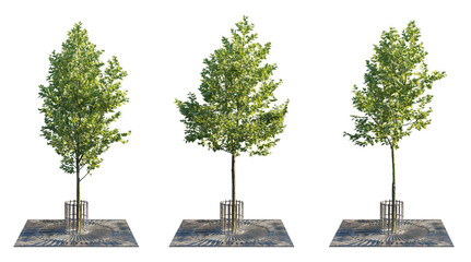Neat Urban Tree Collection with Tree Grate and Trunk Guard (Street Tree with Protective Grille) Isolated PNG on a Transparent Background Premium Nature Cutout © Roman