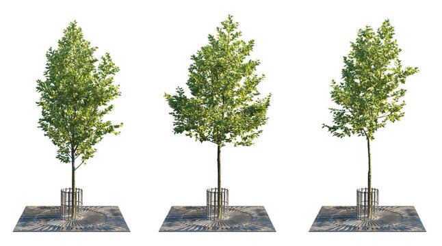 Neat Urban Tree Collection with Tree Grate and Trunk Guard (Street Tree with Protective Grille) Isolated PNG on a Transparent Background Premium Nature Cutout