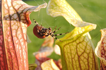 A close-up of an orange and white four-spot orb-weaver spider on a web between Sarracenia leaves
