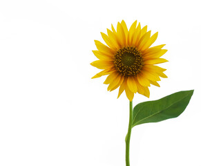 Obraz premium vibrant blooming sunflower with green leaves and a bud isolated on a clean clear white background backdrop capturing natural beauty and summer essence