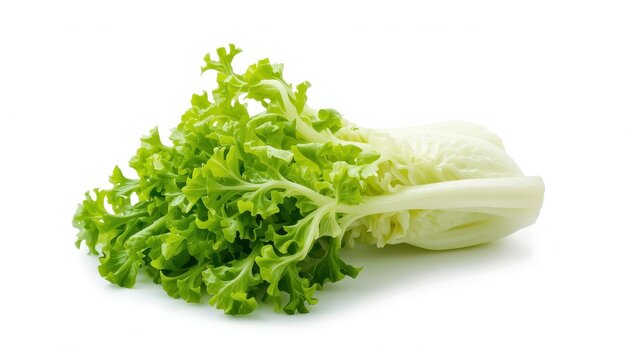 Isolated fresh green endive frisee chicory leaves on a white background with full depth of field