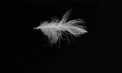 1 one alone white feather isolated on black background