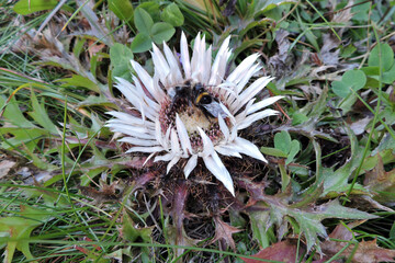 A carder bee pollinating silver carline thistle in the Tatra Mountains