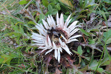 A carder bee pollinating silver carline thistle in the Tatra Mountains
