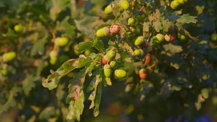 Obraz premium The process of ripening acorns on oak trees is a truly wonderful and beautiful sight to behold