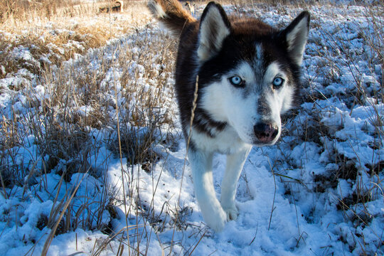 husky dog portrait