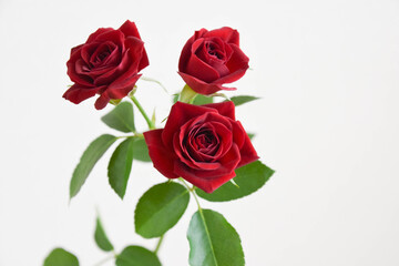 Fototapeta premium 赤い薔薇