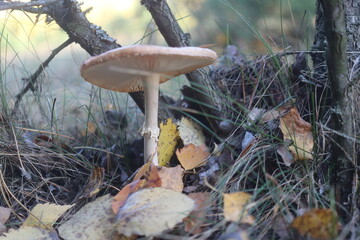 muchomor czerwony Amanita muscaria grzyb trujący jaskrawoczerwony