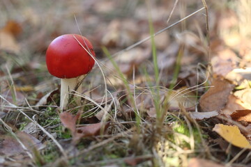 muchomor czerwony Amanita muscaria grzyb trujący jaskrawoczerwony © Perovskia