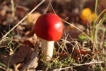 muchomor czerwony Amanita muscaria grzyb trujący jaskrawoczerwony © Perovskia