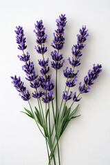 Obraz premium Bunch of fresh aromatic lavender blossoms on a white background