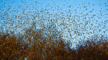 Bergfinken (Fringilla montifringilla)