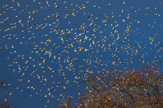 Bergfinken (Fringilla montifringilla)
