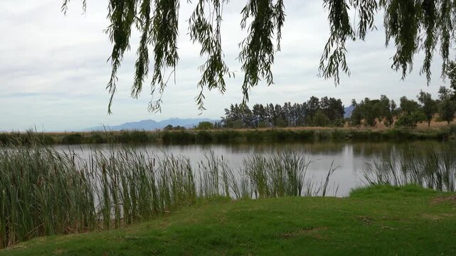 Willow leaves and bulrush reeds by the lake surrounded by oak trees