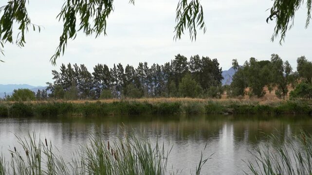 Lake surrounded by bulrush reeds and big oak trees