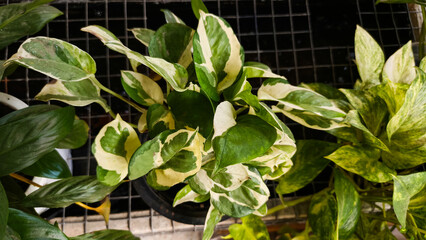 Variegated trailing plant spreading across rectangular planter near garden boundary wall edge © keavuth