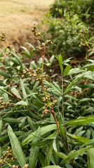 Fototapeta premium Wild plants growing freely on open patch of land near countryside home
