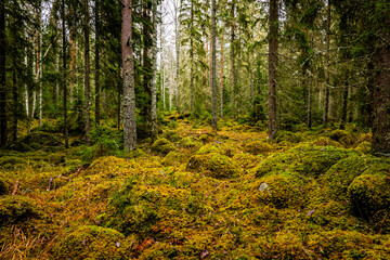 Obraz premium Magical fairytale forest in autumn