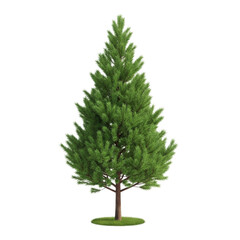 A single evergreen tree with lush green foliage isolated on transparent background