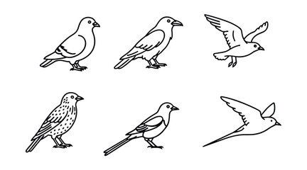 Bird species line drawings set