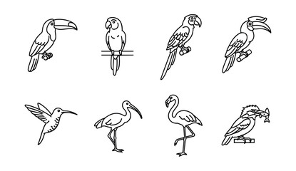 Fototapeta premium Bird Line Drawings Set