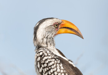 Southern yellow billed Hornbill portrait,  Etosha National Park, Namibia, Africa © dvlcom