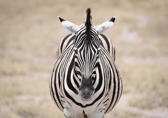A Plains Zebra in Etosha National Park, Namibia, Africa