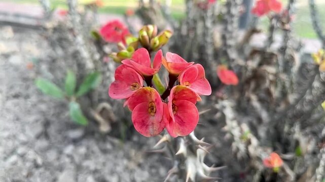 Cactus pads with red flower buds against blue sky, symbolizing resilience in tropical dry climate.