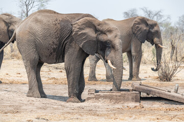 Obraz premium Elephants stealing water from a broken water pipe near the Boteti River, Botswana, Africa