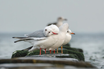 Lachm&ouml;wen auf den Buhnen in der Ostsee