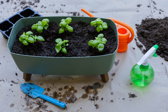 Green planter holding six seedlings, sitting on work cover with blue trowel and orange watering can